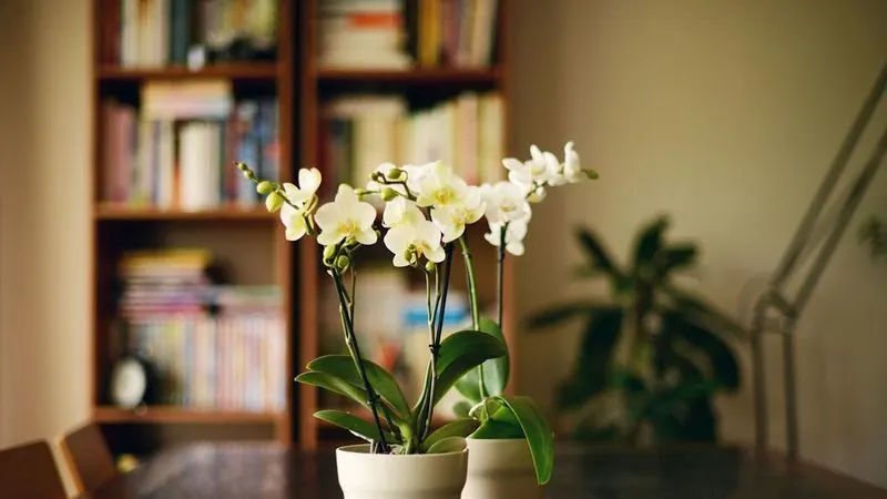 Orchids in the Love Sector