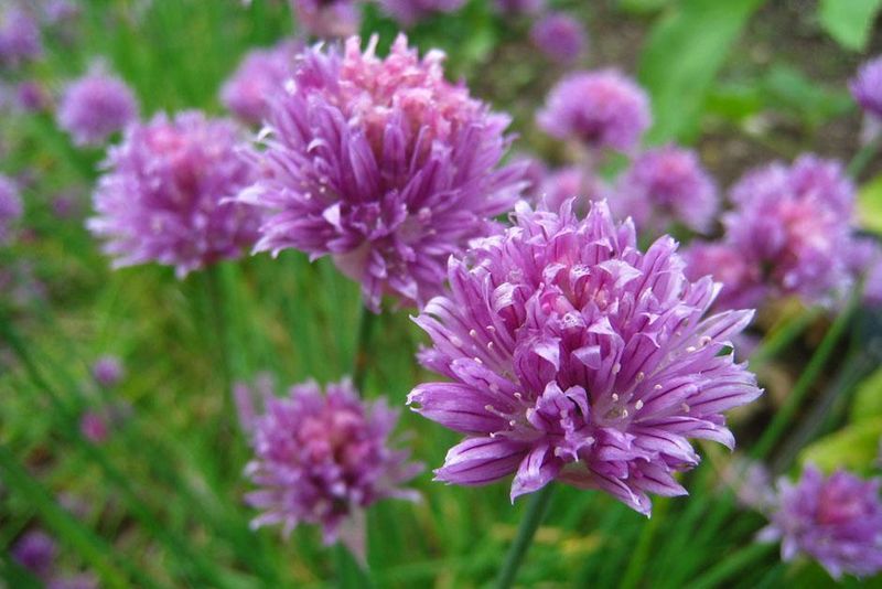 Chives
