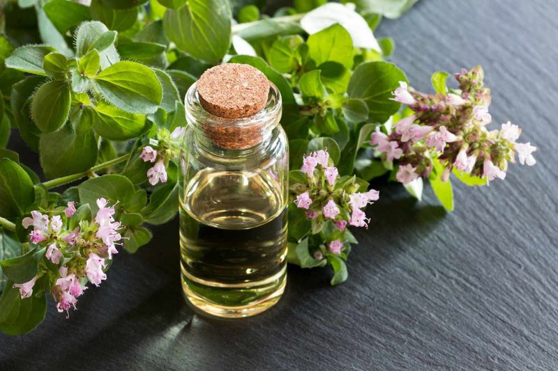 Oregano