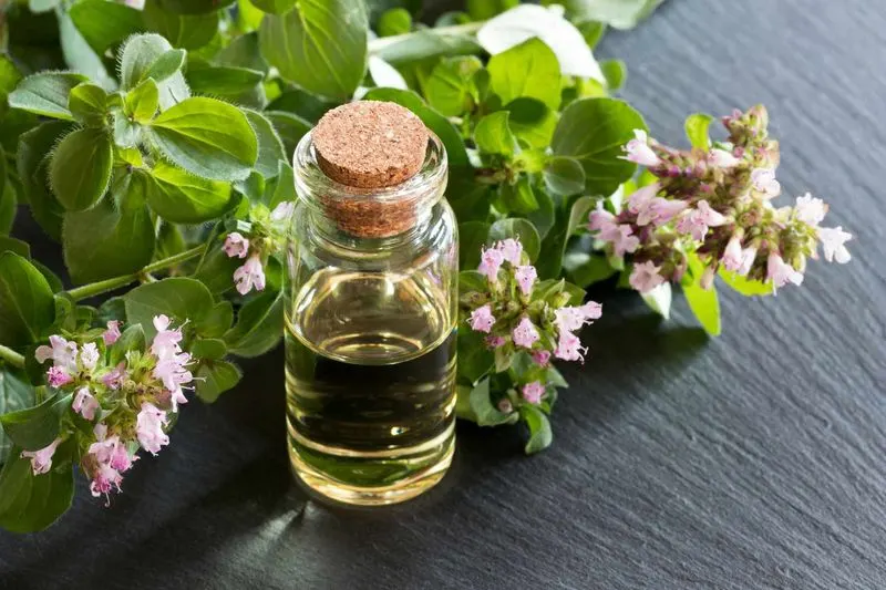 Oregano