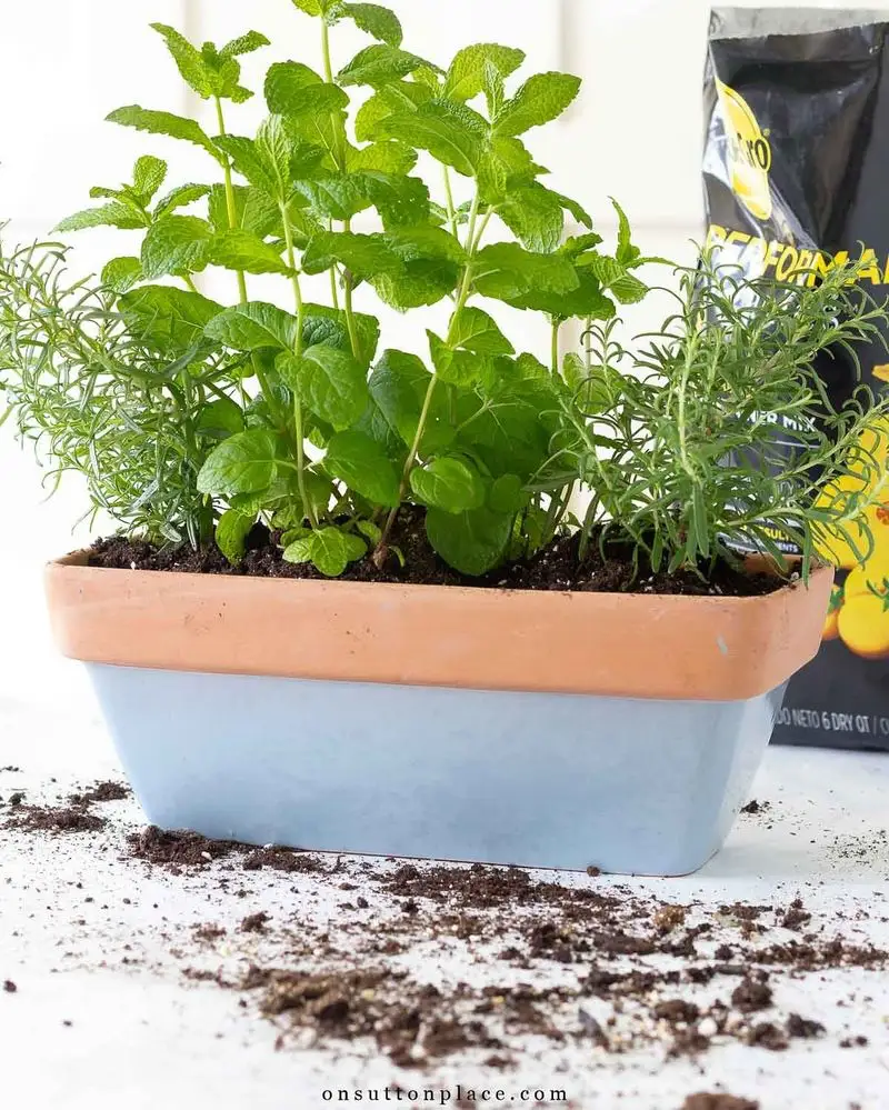 Oregano