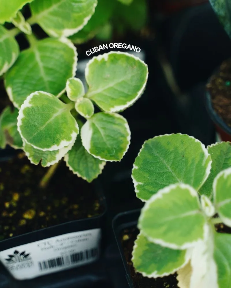 Oregano
