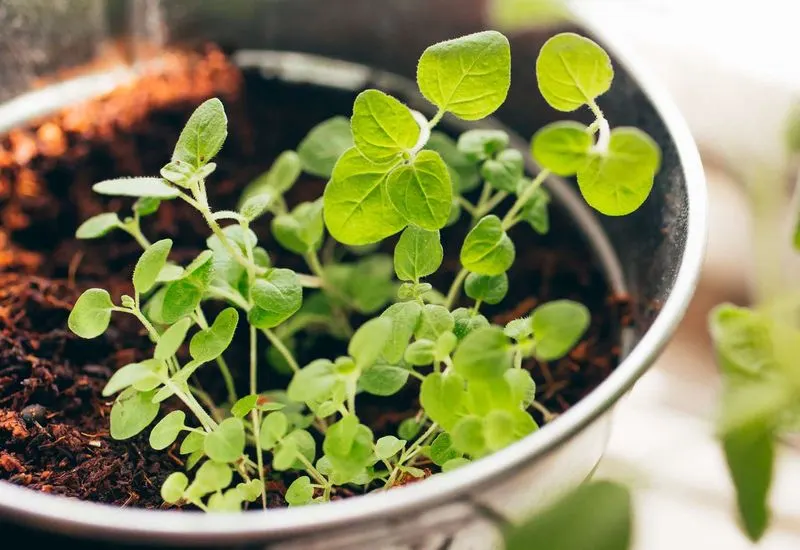 Oregano