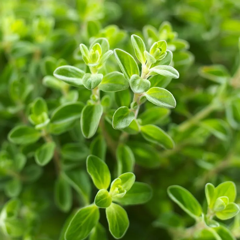 Oregano