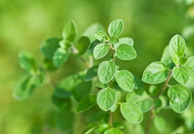 Oregano