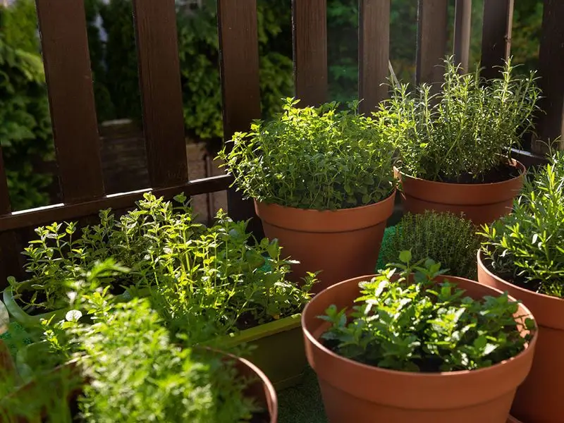 Oregano