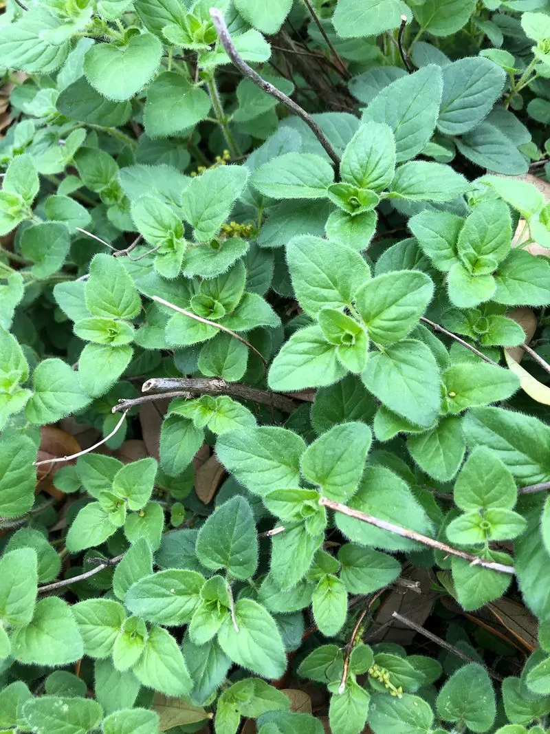 Oregano