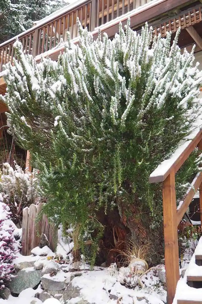 Rosemary