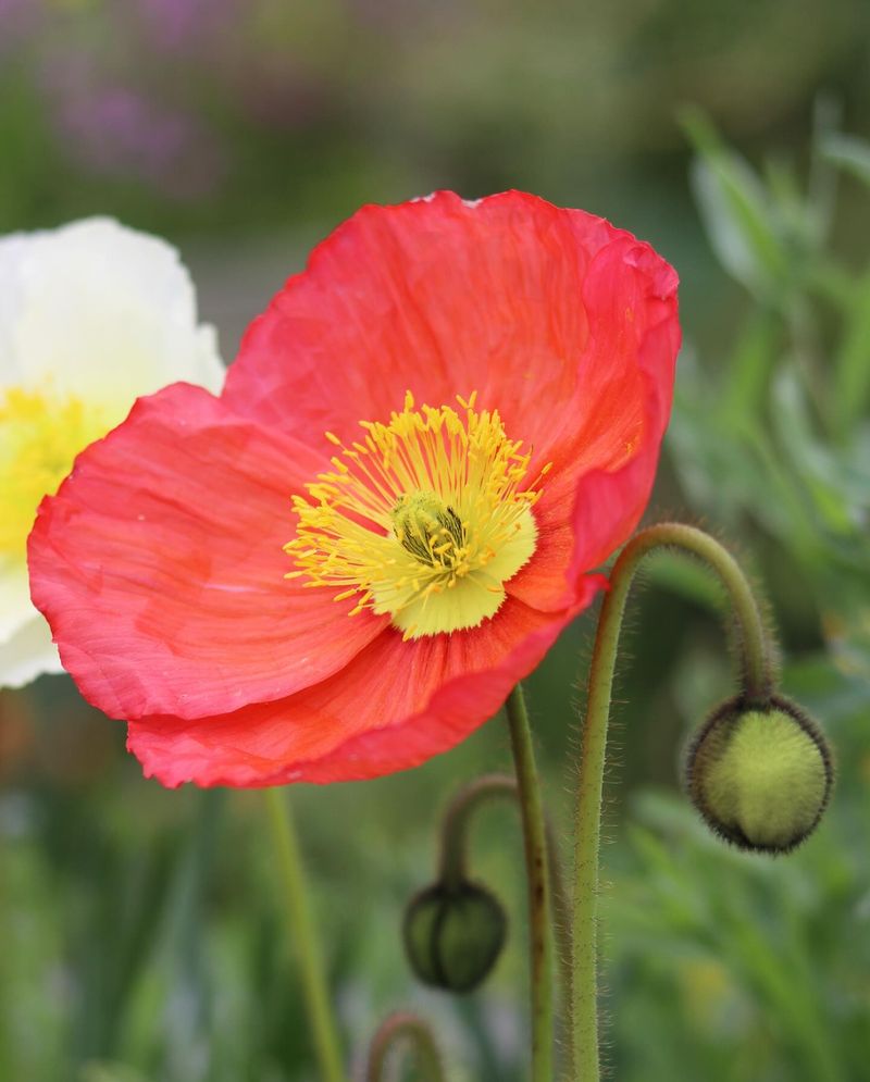 Oriental Poppy