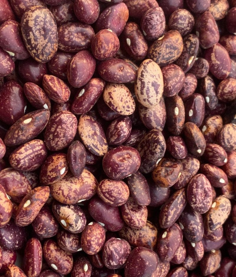 Orlando's Red Lima Bean