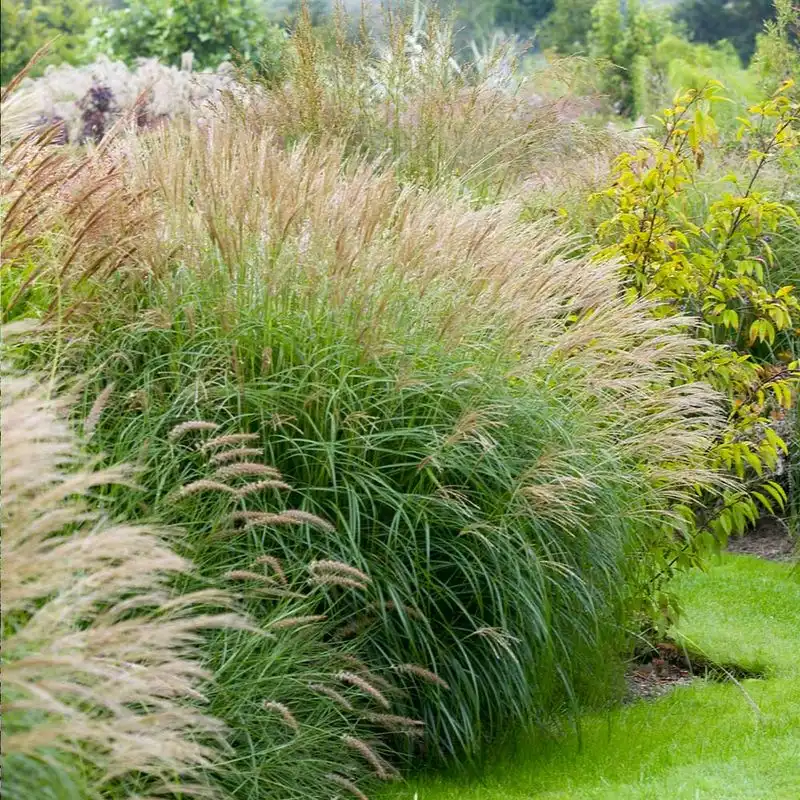 Ornamental Grass Elegance