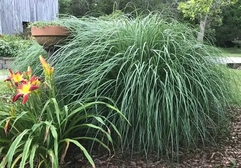 Ornamental Grasses