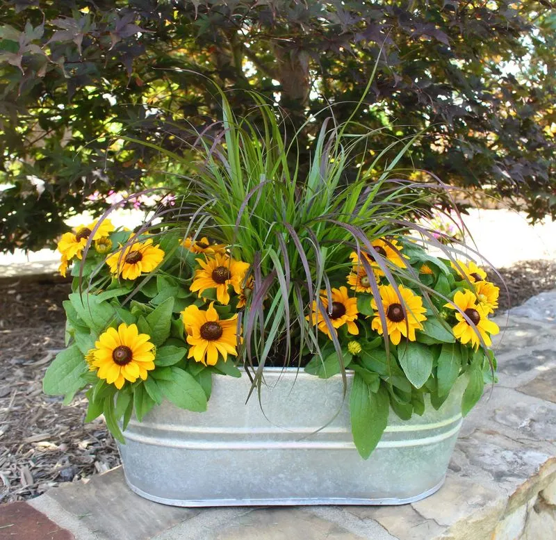Ornamental Grasses