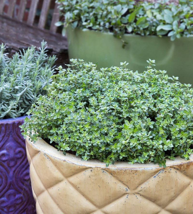 Thyme