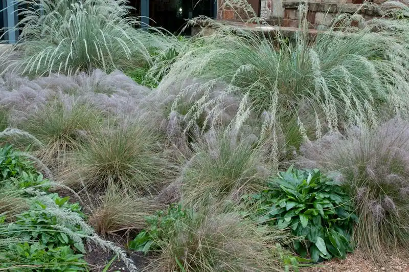 Ornamental Grasses