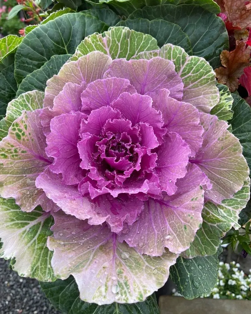 Ornamental Kale