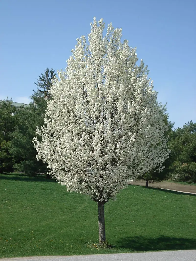 Ornamental Pear