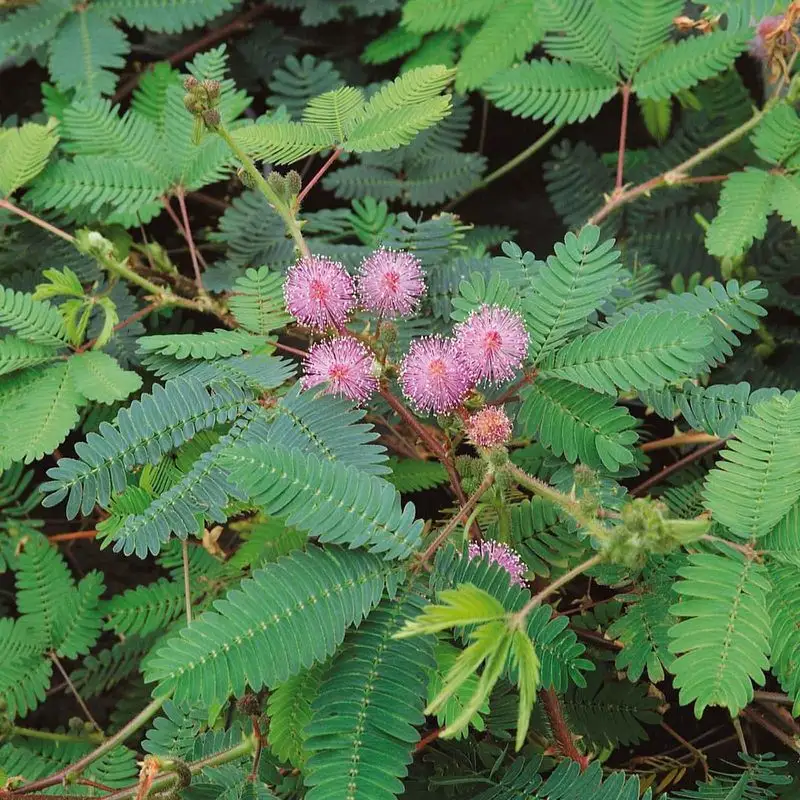 Mimosa