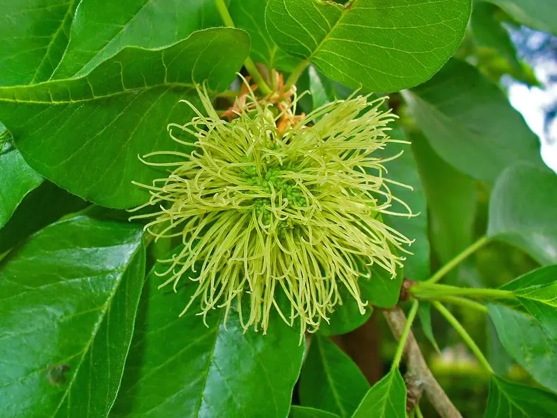 Osage Orange (Maclura pomifera)