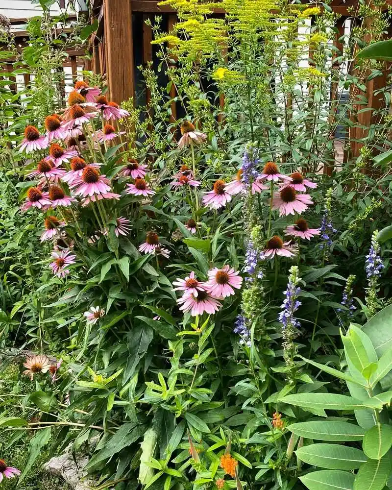 Native Plant Gardens