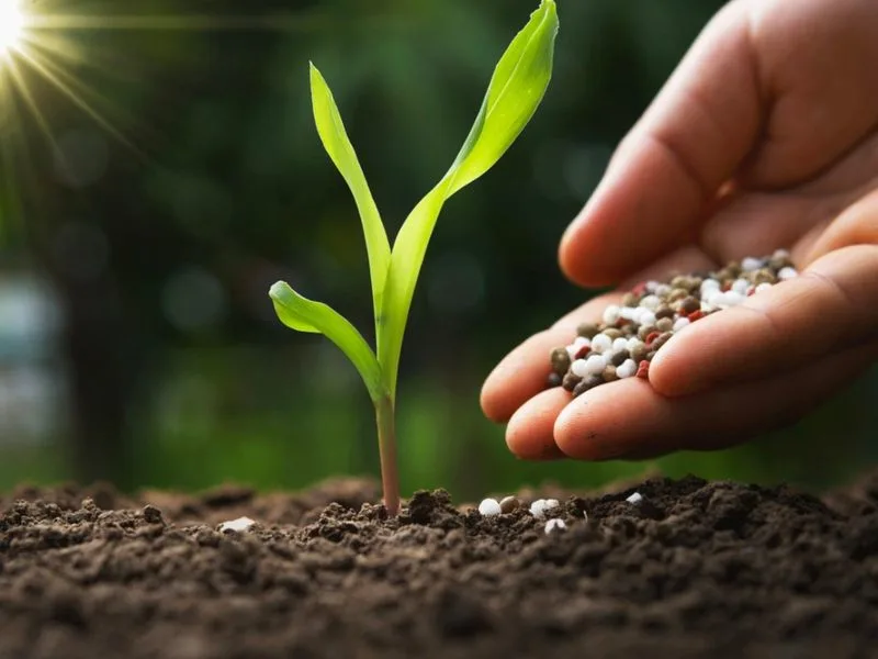 Over-Fertilizing