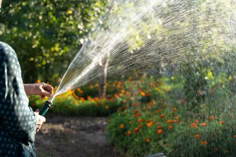 The Dangers of Overwatering