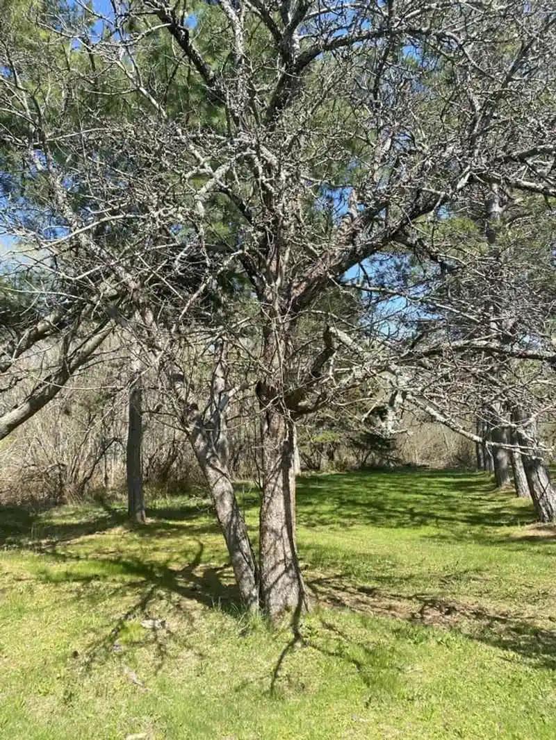 Ignoring Dead Wood: A Missed Opportunity