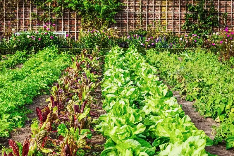 Planting Without Planning