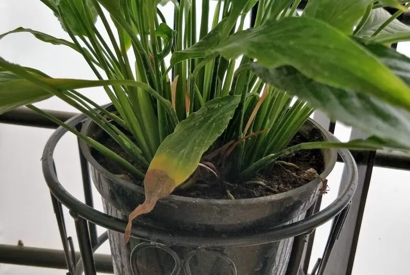 Poor Soil Quality