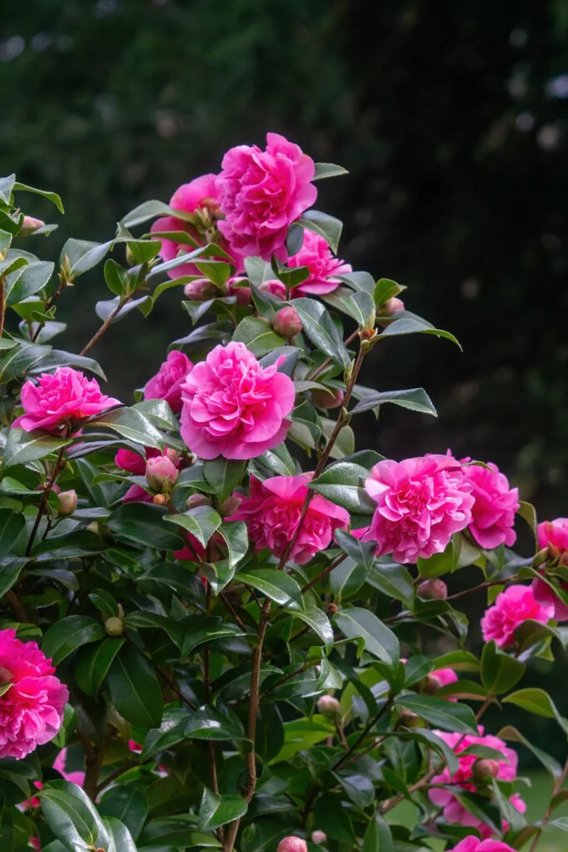 Overcrowding Camellias