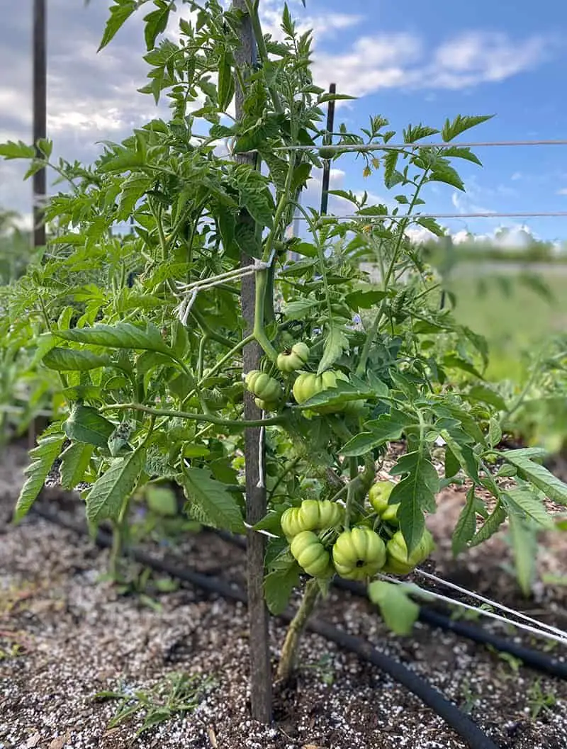 Disregarding Plant Support Needs