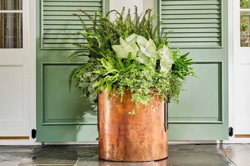 Overlooking Re-potting Needs