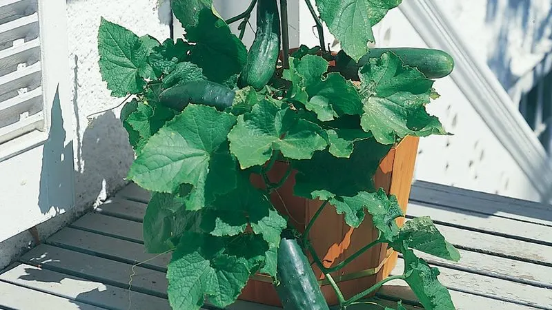Overlooking Regular Watering