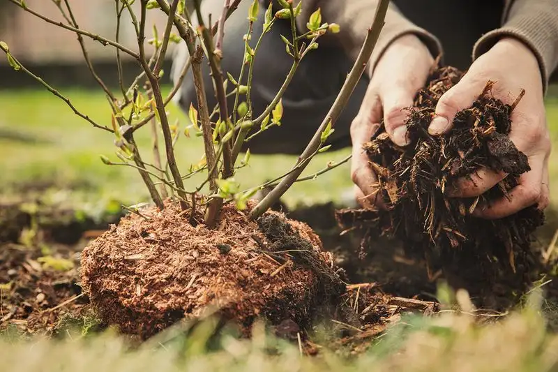 Neglecting Mulching