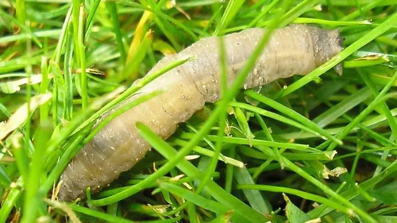 Misidentifying Lawn Problems