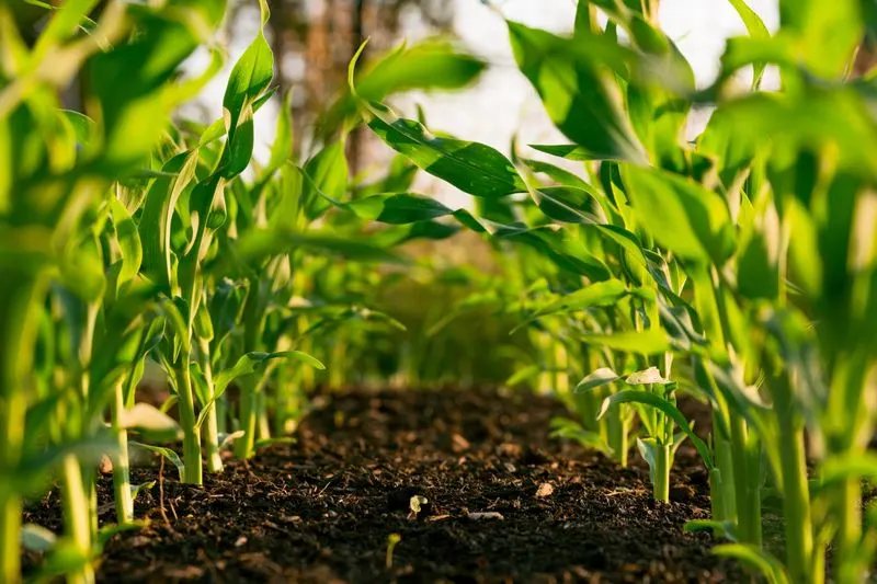 Frequent Soil Tilling