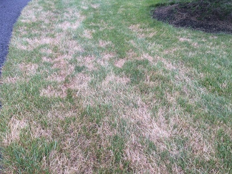 Overwatered Lawns