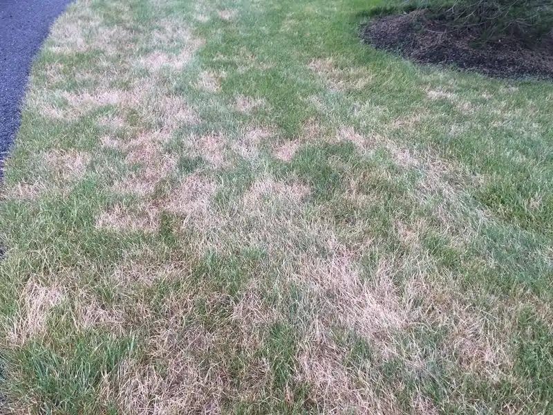 Overwatered Lawns