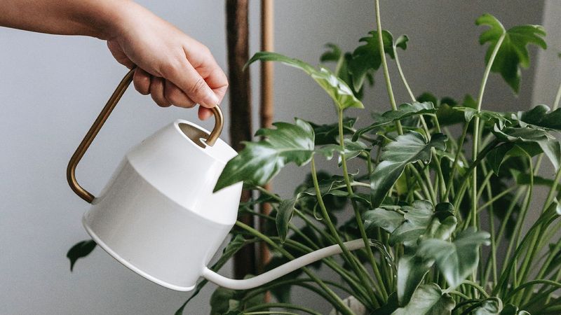 Overwatering