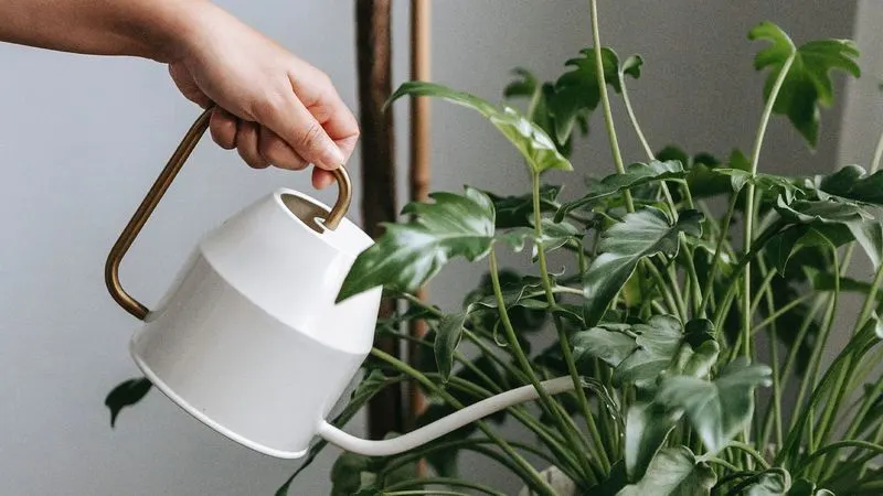 Overwatering
