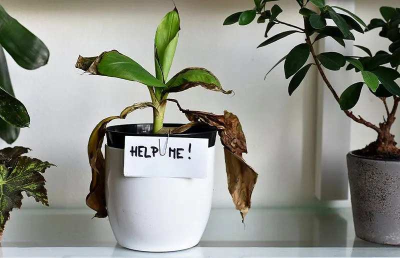 Overwatering