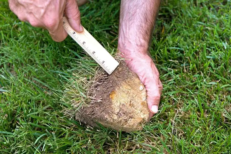 Not Removing Thatch Buildup