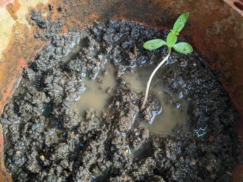 Overwatering the Soil