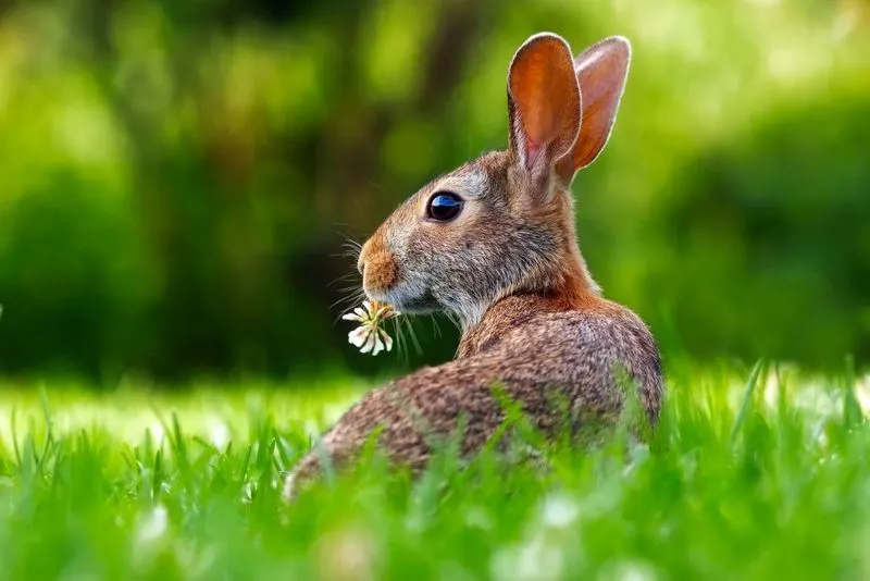 Deer and Rabbit Deterrence