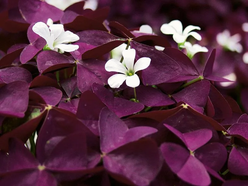 Oxalis