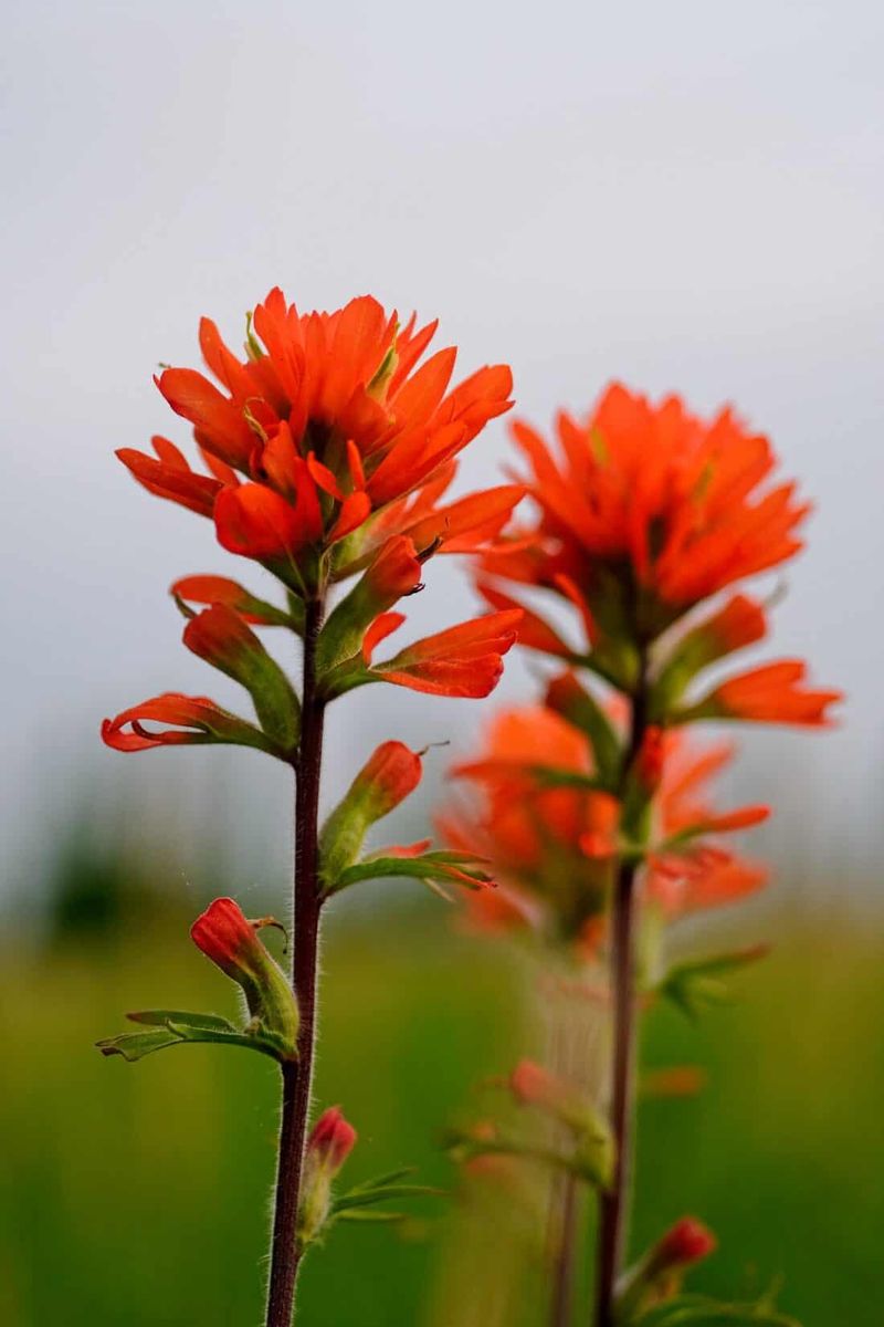 Scarlet Paintbrush