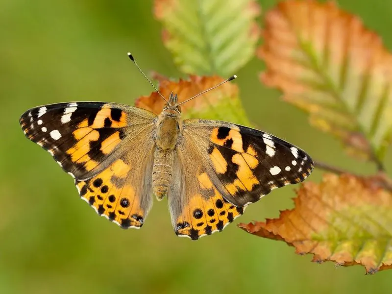Painted Lady Butterfly
