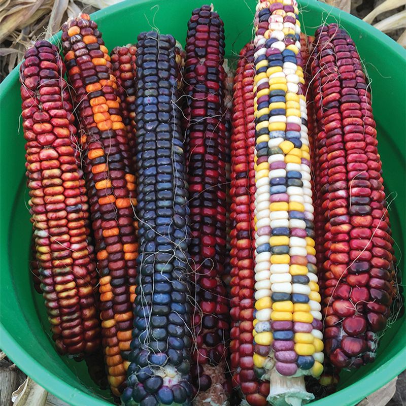 Painted Mountain Corn