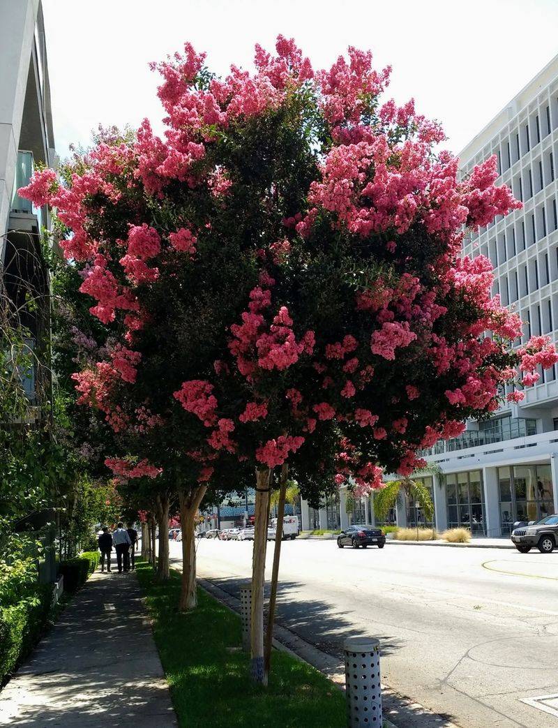 Crape Myrtle