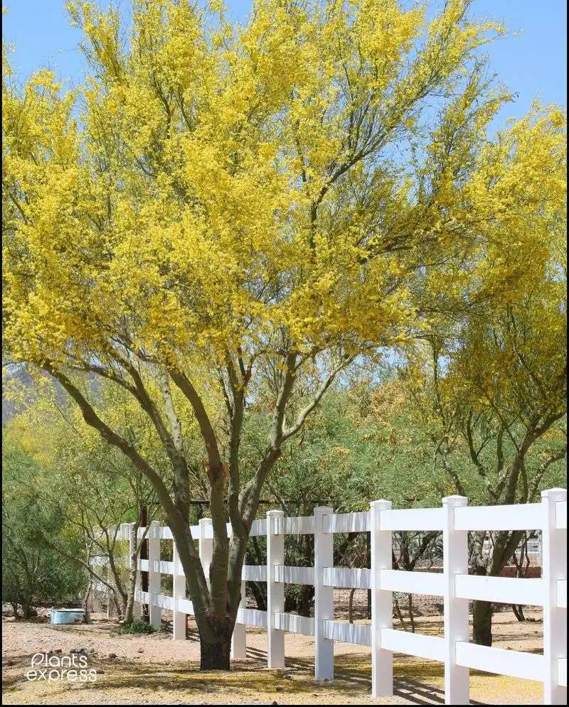 Palo Verde